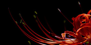 Financed Emissions Disclosures Reporting Criteria